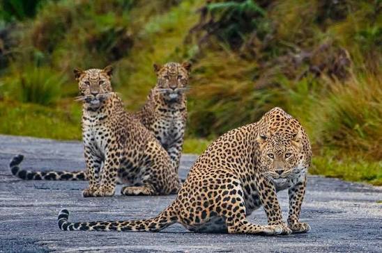 Wildlife & Safari